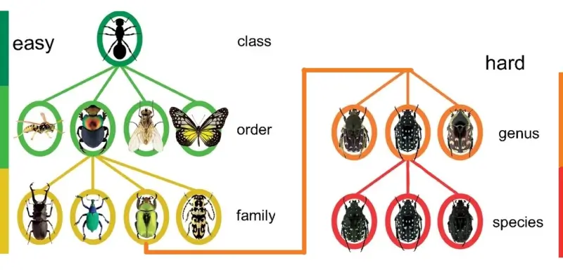 insects identification using convolutional neural network